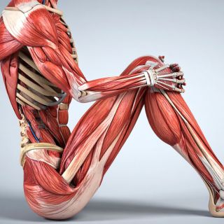 Refuerza huesos y músculos